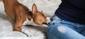 Dog Bite Injury Featured Image
