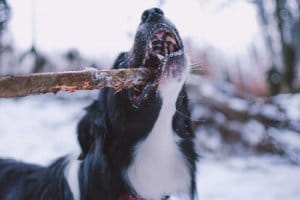 Mordedura Perro Featured Image