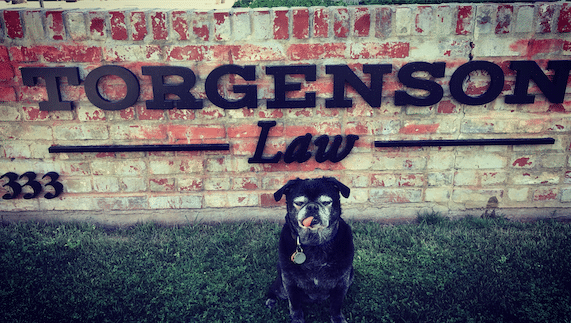 It’s National Pet Day! Did You Know Arizona Has Strict Laws for Pet-Related Injuries?
