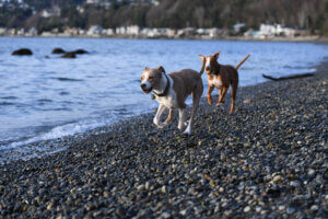 Two unleashed dogs running on the beach front shore