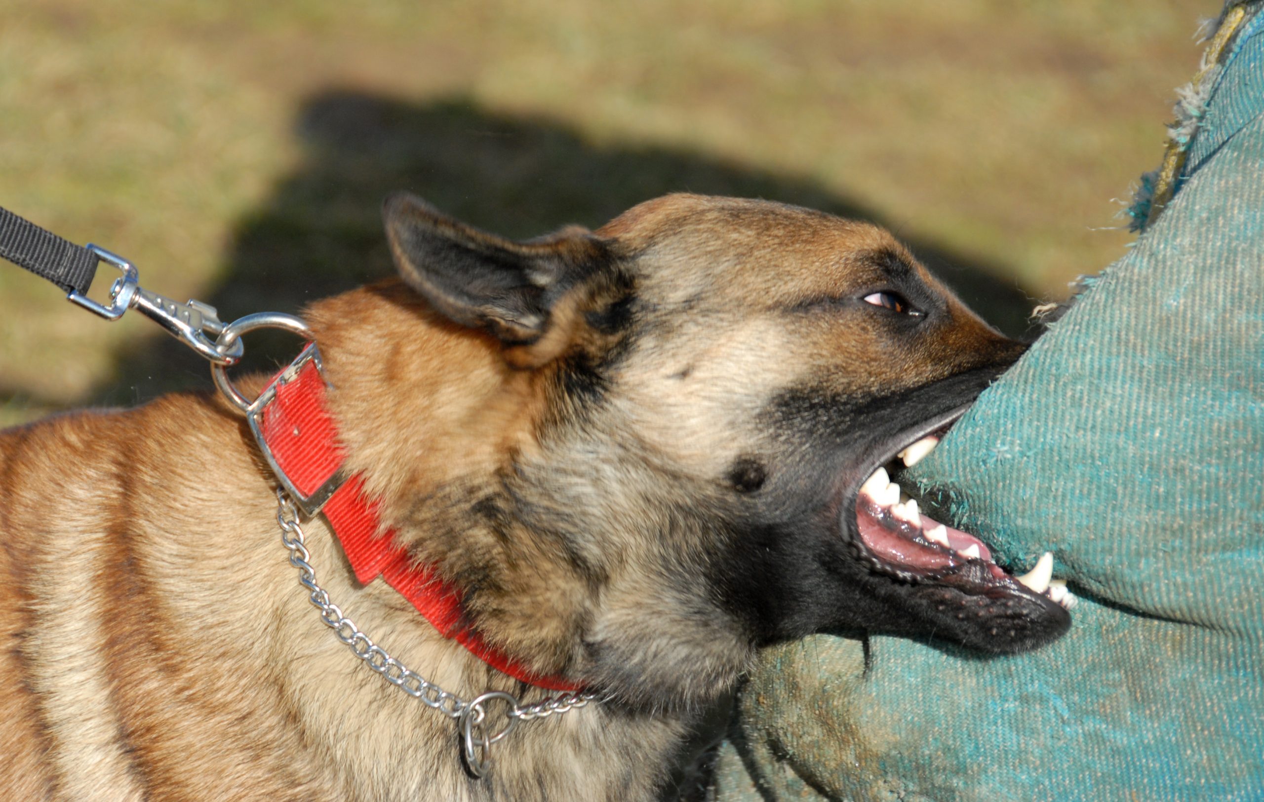 abogado de mordeduras de perro arizona Un perro entrenado con un collar rojo se está mordiendo en un manguito acolchado durante un ejercicio de entrenamiento