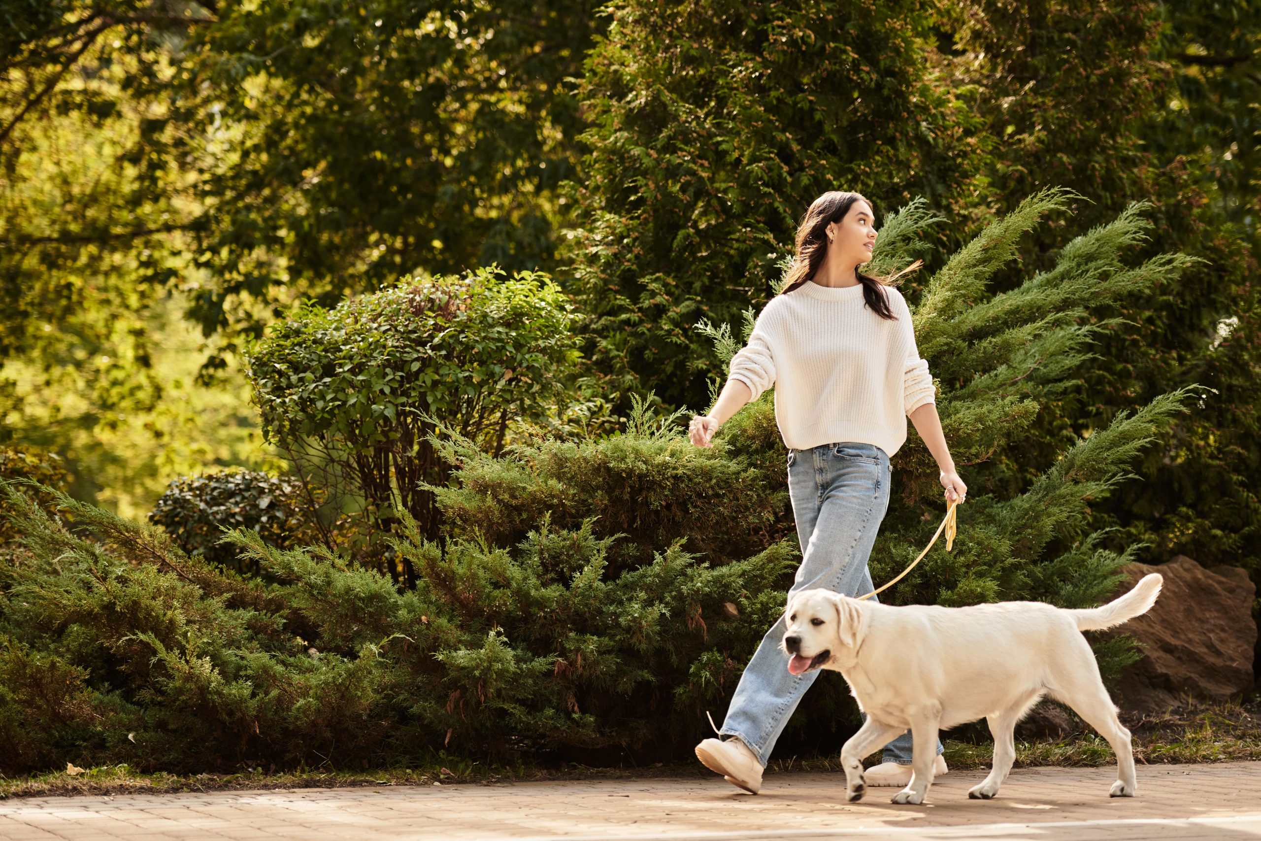 abogado de mordeduras de perro arizona Una mujer con un suéter blanco y unos jeans lleva a un feliz labrador con correa.