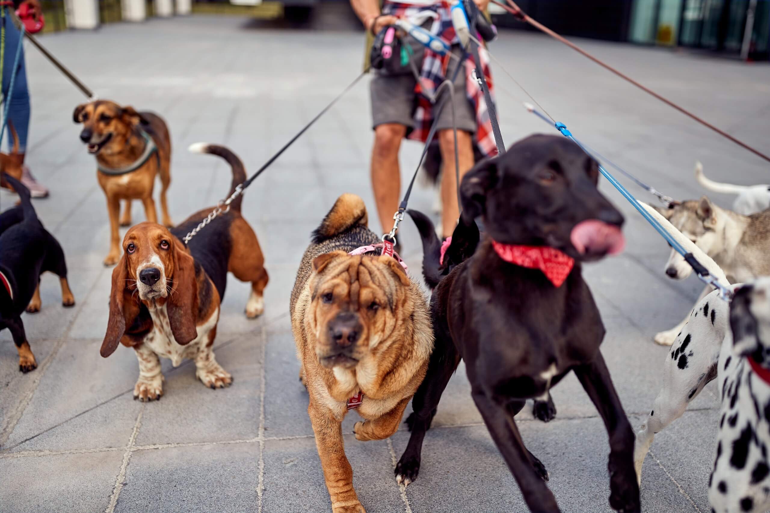 Una persona pasea a un grupo de perros de razas diferentes con correa por un camino pavimentado, teniendo en cuenta el riesgo de mordedura de perro.
