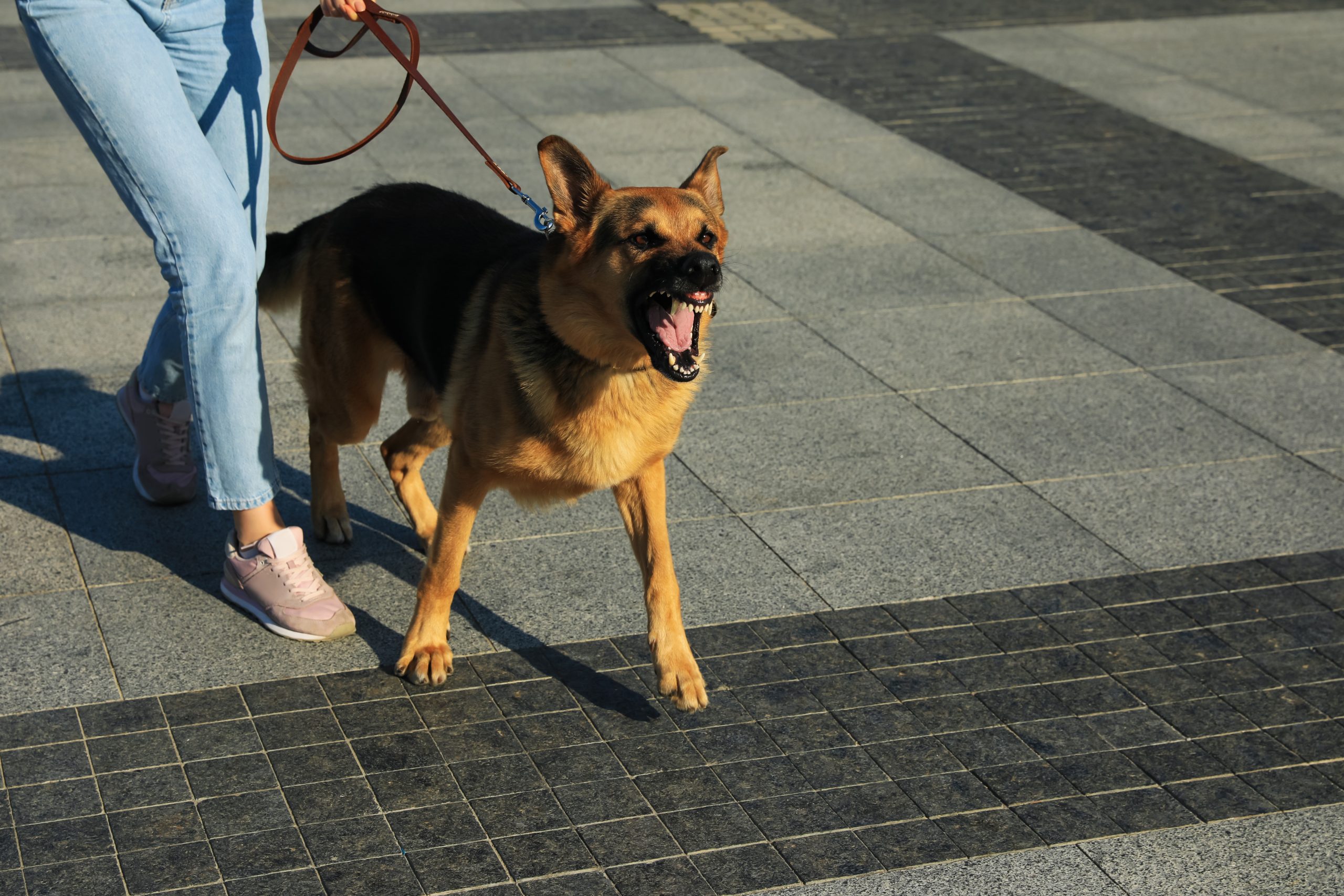 A German Shepherd on a leash snarls at the camera while walking beside a person in jeans and sneakers.